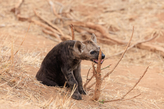 View of a hyena cub gnawing on a dry branch amidst the arid landscape, its dark fur contrasting with the sun-baked earth, Skukuza, Mpumalanga, South Africa.