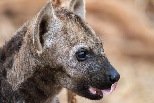 View of a spotted hyena cub with its tongue playfully out, showcasing the animal's youthful curiosity and unique spotted coat, Skukuza, South Africa.
