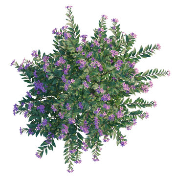 Cuphea tree plan, top view, cutout, transparent background, isolate, Lush Greenery: Close-up of Vibrant Foliage with Delicate Details, Perfect for Nature Themes