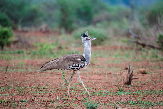 View of a Kori Bustard strides across the dry, textured earth under a soft, diffused light, blending with the muted greens, Skukuza, Mpumalanga, South Africa.