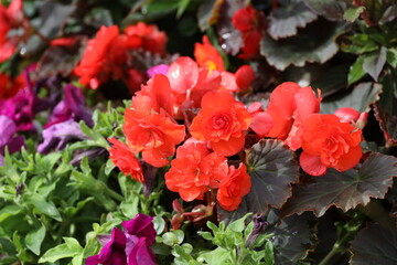Obraz premium burst of bright red blossoms, dark, light-green leaves (macro, close-up, overhead-view)