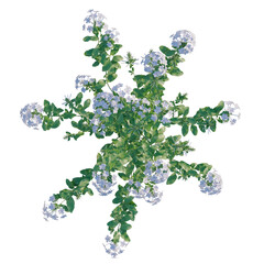 Naklejka premium Pelargonium hortorum tree plan, top view, cutout, transparent background, isolate, Delicate sprig of herb with tiny flowers, close up, botanical, natural, floral.