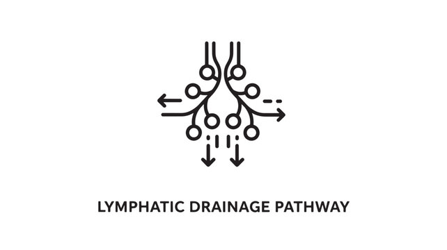 Minimalist black line art depicting the lymphatic drainage pathway with directional arrows. Ideal for healthcare, wellness, education, and scientific publications.