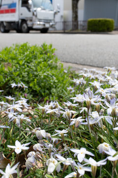 ガーデニングや庭造りの彩りとなるハナニラ