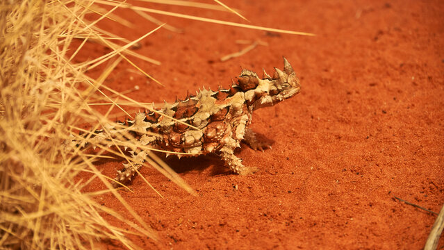 thorny devil on red sand 569