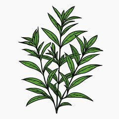 Fototapeta premium Flat vector illustration of a bold lemon verbena plant, perfect for herbal product packaging or culinary blogs.