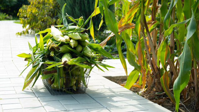 Busket with Freshly picked sweet corn in the garden. Whole corn Organic farm produce for healthy summer meals.