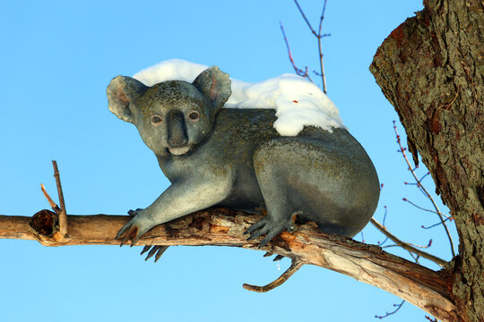Koala statue during winter tiem in Granby zoo Quebec Canada
