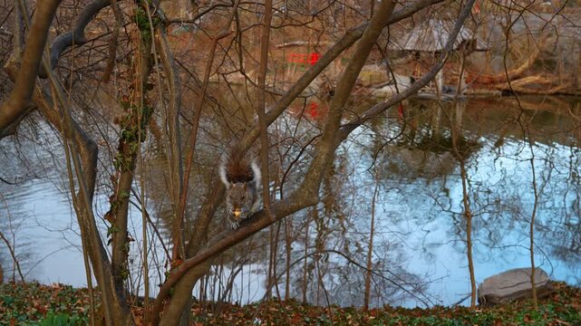 Eastern gray squirrel sitting on tree branch near water. A squirrel perched on a bare tree branch eating a nut with a lake and a red bridge in the background.