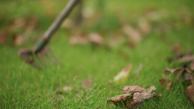 Closeup metal rake head scraping grass leaves groundskeeper clears edge line focus on handle contact and leaf movement soft bokeh background crisp autumn textures low angle detail shot