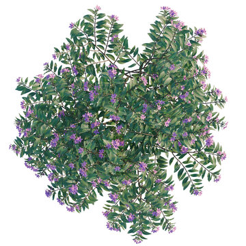 Cuphea tree plan, top view, cutout, transparent background, isolate, Purple flowering tree with vibrant leaves, a beautiful natural landscape for springtime decoration.