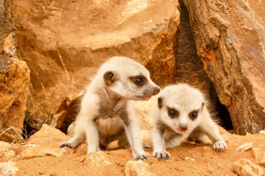 suricate or meerkat babies close together looking curiously 146