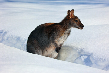 In winter wallaby is any animal belonging to the family Macropodidae that is smaller than a kangaroo and hasn't been designated otherwise © Daniel Meunier