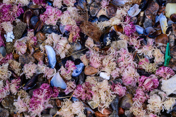 Storm wrack on the beach, egg capsules of the predatory gastropod Rapana venosa, marine litter and bivalve shells of Mytilus galloprovincialis © Oleg Kovtun