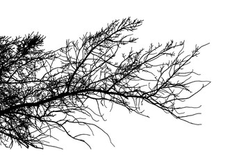Fototapeta premium A black and white photograph of a large oak tree branch in a natural forest setting