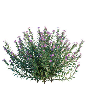 Cuphea tree, elevation, front view, cutout, transparent background, isolate, Lush green shrubbery with vibrant purple flowers, detailed botanical illustration for nature lovers