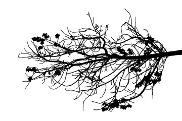 Fototapeta premium A black and white photograph of a large oak tree branch in a natural forest setting