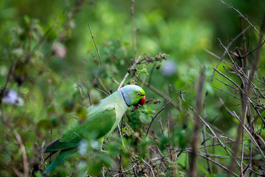 A vibrant Rose-ringed Parakeet leans forward amidst dense, twiggy foliage. Its bright lime-green feathers contrast sharply with a prominent red beak, subtle blue neck tint.