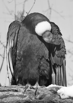 Andean condor Vultur gryphus is a South American bird in the New World vulture family Cathartidae and is the only member of the genus Vultur.