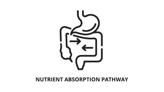 Minimalist black and white line drawing depicting the nutrient absorption process in the digestive tract. Ideal for educational materials, health blogs, medical presentations, and wellness marketing.