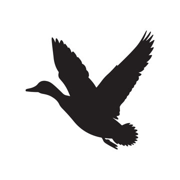 Animal Duck Wildlife Graphic, Flying Duck Vector Art Design