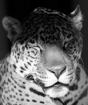 Jaguar is a cat, a feline in the Panthera genus only extant Panthera species native to the Americas. Jaguar is the third-largest feline after the tiger and lion, and the largest in the Americas.