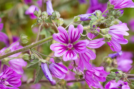 Close up of Purple Common Mallow Flowers (Malva sylvestris) with Dark Veins and Green Leaves