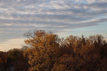 Obraz premium gold, copper autumn leaves in warm sunrise sunshine (sunlight) under gray cloudy skies