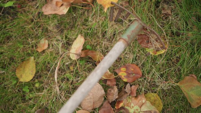 Rusty rake on grass with leaves. Closeup overhead pan showing metal tines and wooden handle among fallen birch leaves, damp lawn texture, seasonal maintenance mood, suitable for gardener scenes,