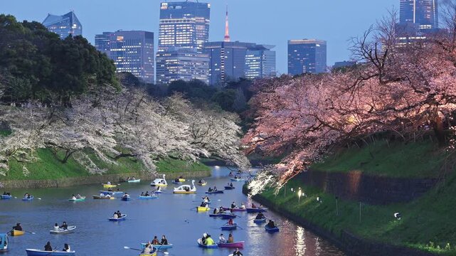 千鳥ヶ淵　桜　夜桜