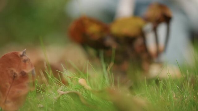 Dewy leaves decorate peaceful autumn scene. Serene fall morning with mist and colorful raked leaves. Tranquil autumn early hours with misty background and dewcovered foliage scene