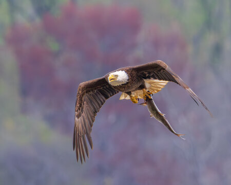Eagle flying back to its nest with a freshly caught fish