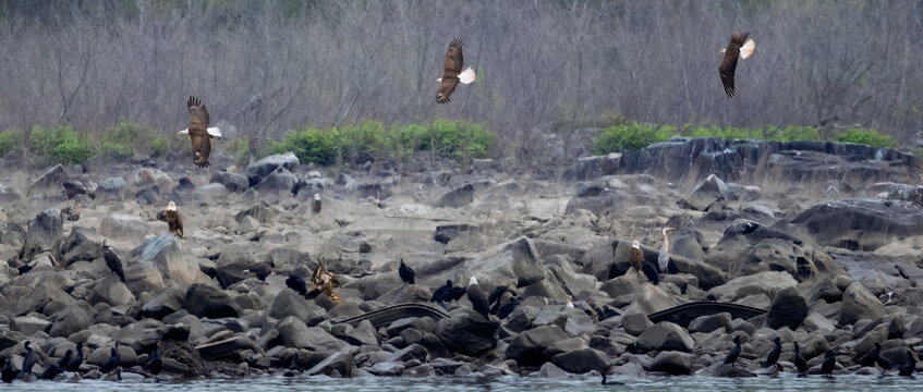 Three eagles flying over the far short