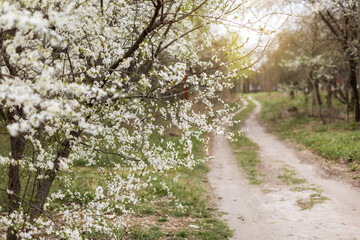 Fototapeta premium Blooming cherry tree branches with white flowers in spring garden. Soft focus floral background with delicate petals and warm sunlight. Springtime nature scene, romantic seasonal flowers in garden.