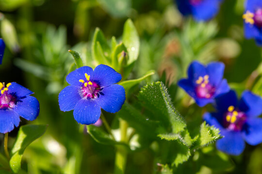 Macro shot of Blue Pimpernel flowers Anagallis arvensis var caerulea with vibrant red centers in a green garden