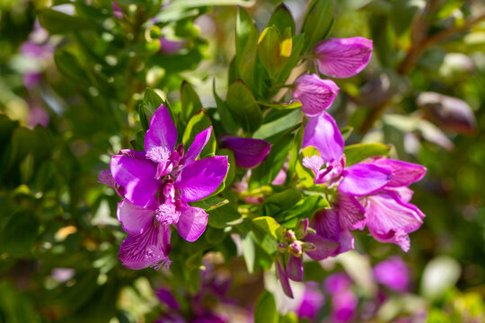 Macro shot of purple Myrtle-leaf Milkwort flowers Polygala myrtifolia with green leaves in garden