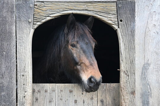 Braun-schwerzer Pferdekopf schaut aus einem Fachwerkstall