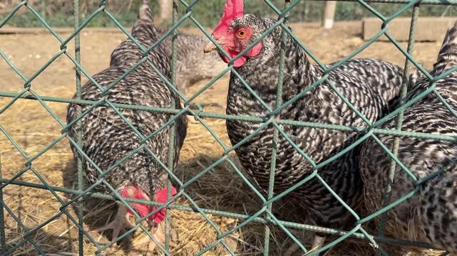 Barred plymouth rock chickens in a pen