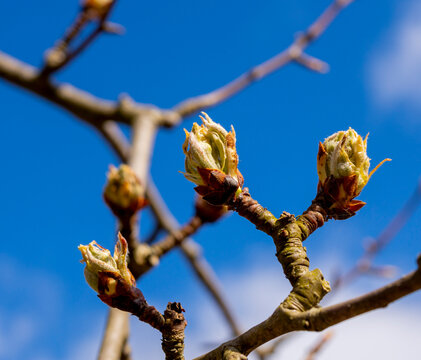 Das Bild zeigt die Knospen eines Birnbaums (Pyrus), die im Fr&uuml;hling austreiben, Berlin, Deutschland