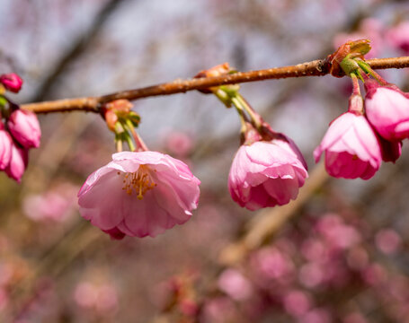 rosafarbene Bl&uuml;ten der Zierkirsche, Gattung Accolade, Prunus subhirtelle, Berlin, Deutschland