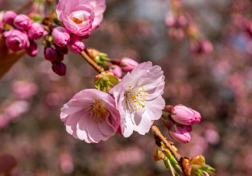 rosafarbene Bl&uuml;ten der Zierkirsche, Gattung Accolade, Prunus subhirtelle, Berlin, Deutschland
