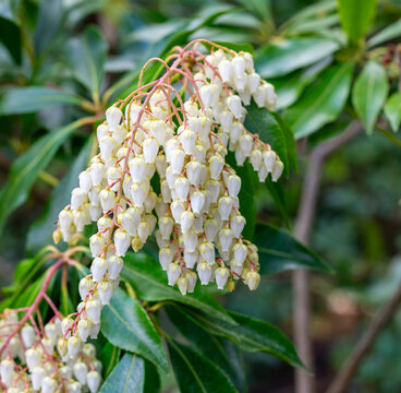 Japanische Lavendelheide, auch bekannt als Japanisches Schattengl&ouml;ckchen (Pieris japonica), Berlin, Deutschland