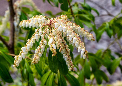 Japanische Lavendelheide, auch bekannt als Japanisches Schattengl&ouml;ckchen (Pieris japonica), Berlin, Deutschland