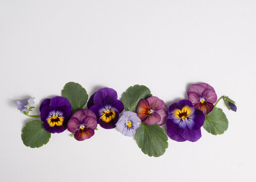 Colorful pansy flowers arranged as a horizontal border isolated on a white background. Decorative floral frame with copy space, perfect for greeting cards