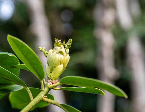 Knospe der Rhododendron maximum, Berlin, Deutschland