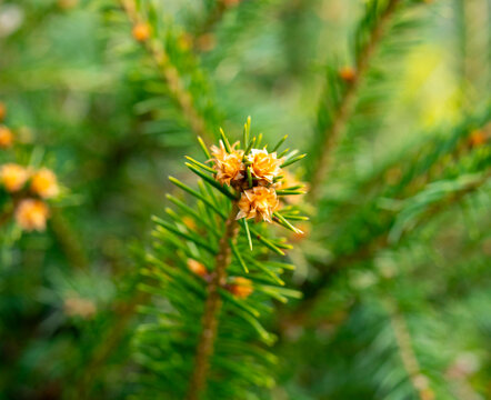 junge Triebe einer Fichte, deren kleine, bl&uuml;ten&auml;hnliche Knospen im Makro-Fokus besonders detailliert erscheinen, Berlin, Deutschland