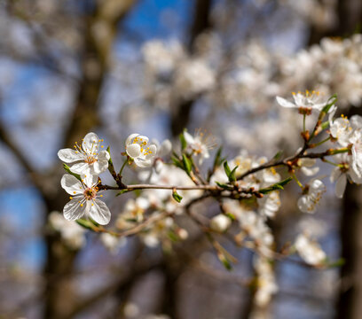 Das Bild zeigt einen bl&uuml;henden Baum mit wei&szlig;en Bl&uuml;ten, 
 Prunus incisia, geschlitzte Kirsche, Berlin, Deutschland
