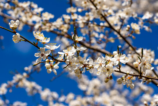 Das Bild zeigt einen bl&uuml;henden Baum mit wei&szlig;en Bl&uuml;ten, 
 Prunus incisia, geschlitzte Kirsche, Berlin, Deutschland