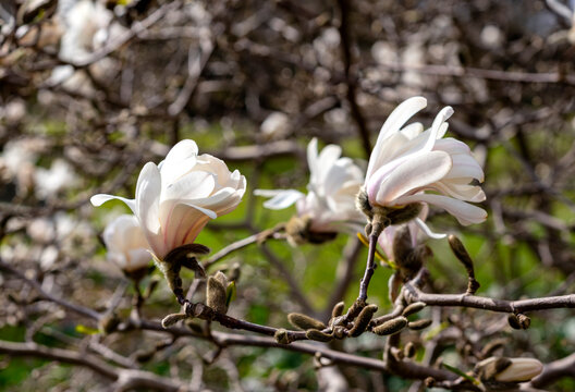 Das Bild zeigt die Knospen einer Sternmagnolie (Magnolia stellata), Berlin, Deutschland