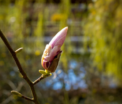 Das Bild zeigt die Knospen einer Sternmagnolie (Magnolia stellata), Berlin, Deutschland